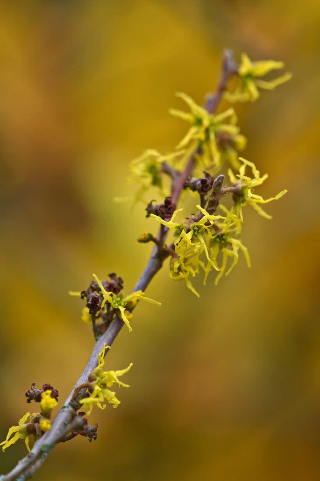 A close up of a yellow flower on a hamamelis virginiana branch.