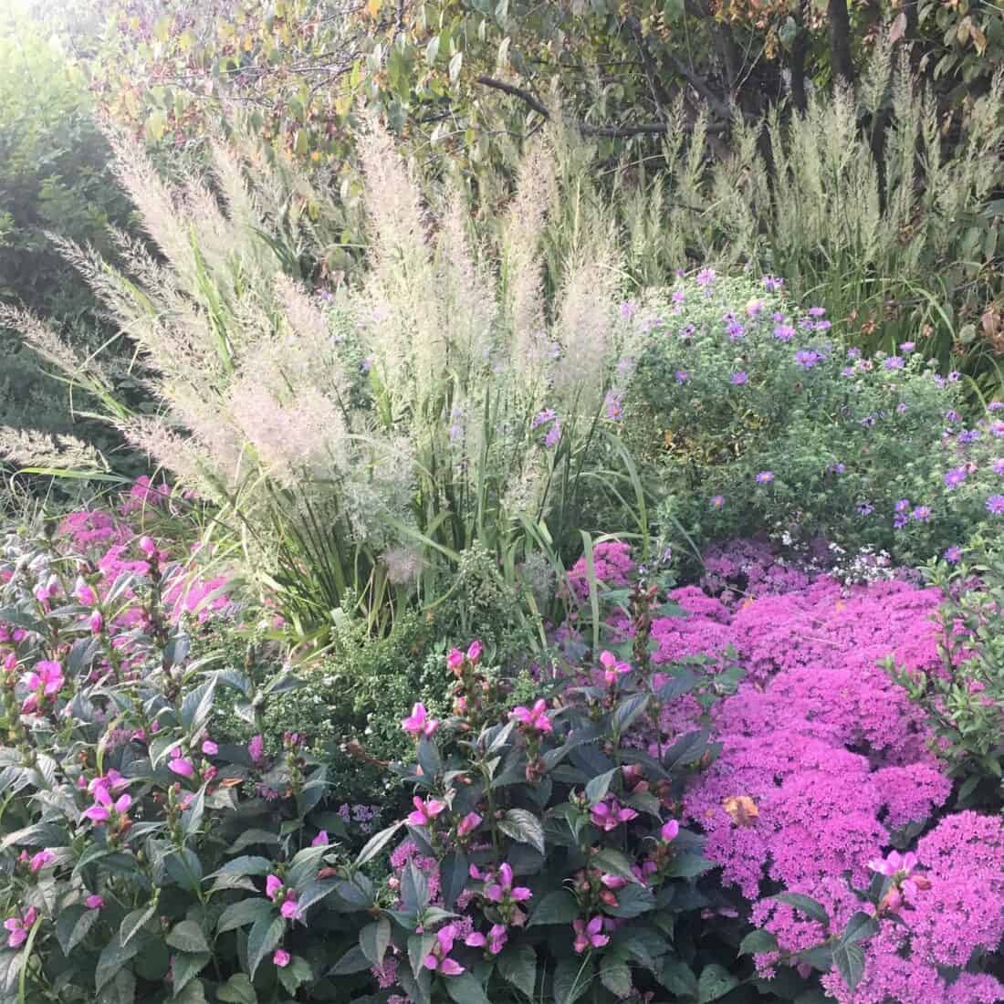 A garden with pink flowers and grasses.