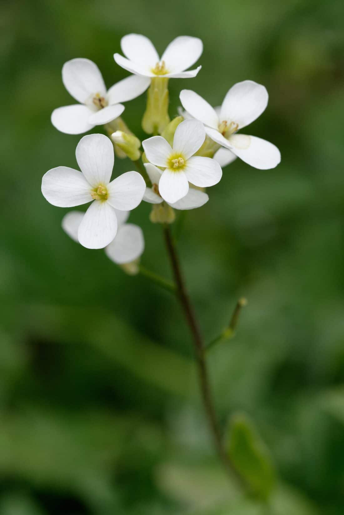 Arabidopsis thaliana - white flower plant