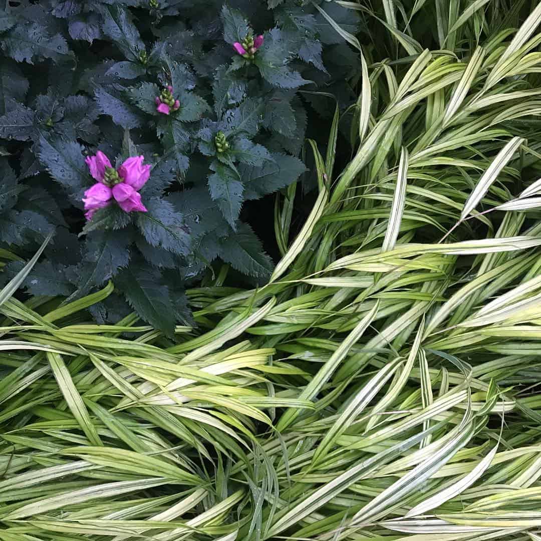 A bunch of green and pink plants in a garden.