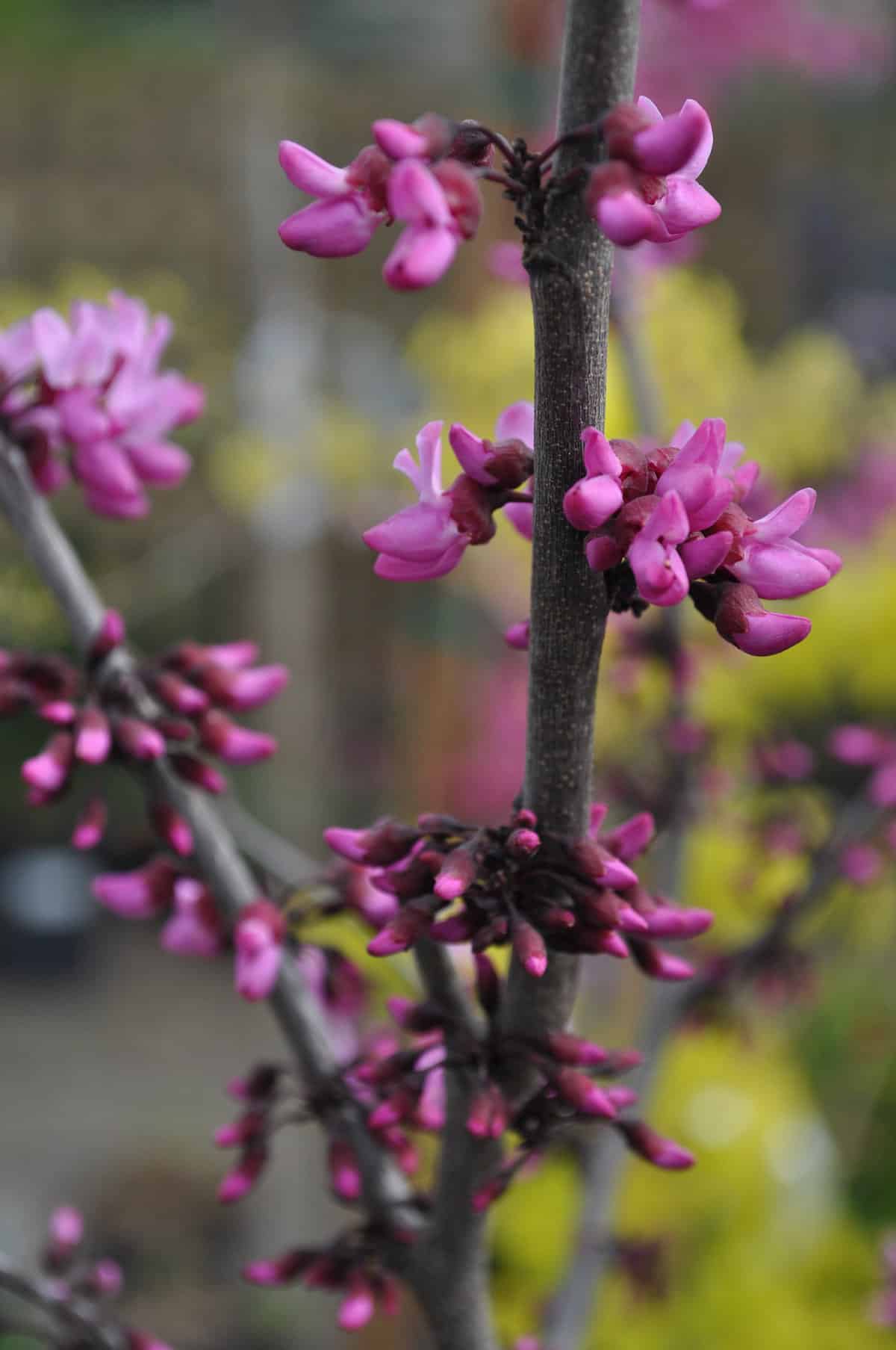 A close up of redbud tree flowers.