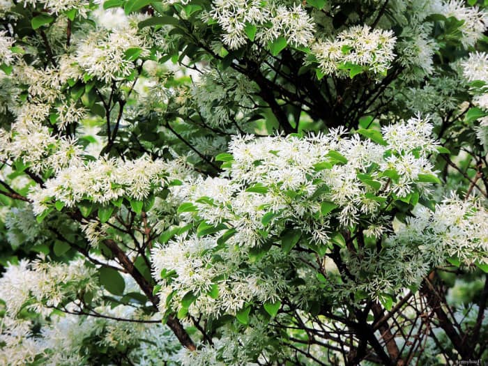 A unique tree with white flowers and green leaves.