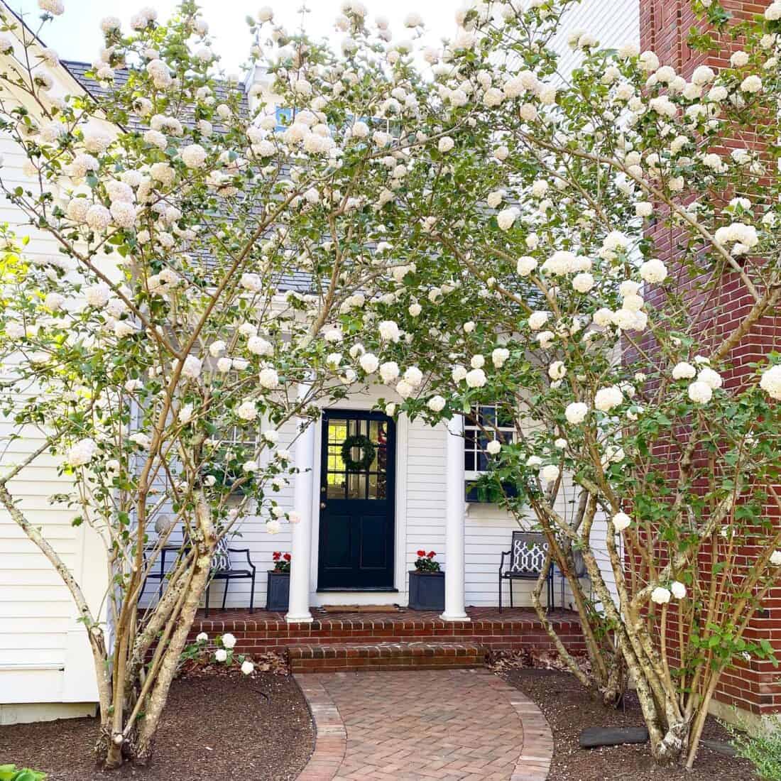 White hydrangeas in front of a brick house.
