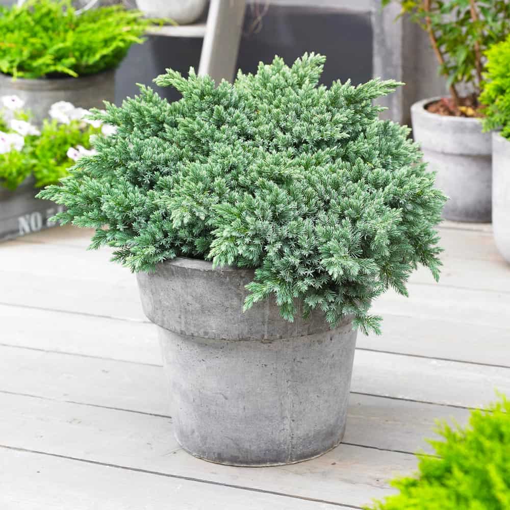 A potted plant in a concrete pot on a wooden deck.
