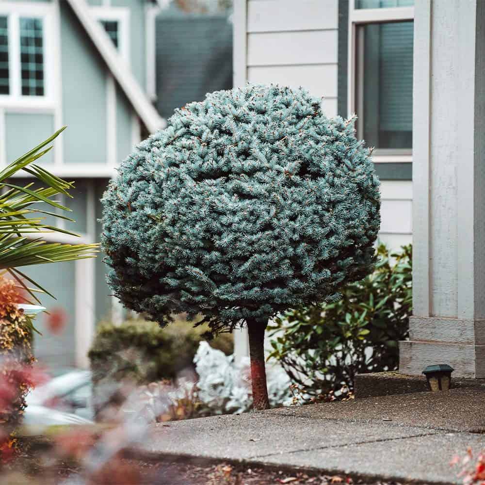 A blue tree in front of a house.