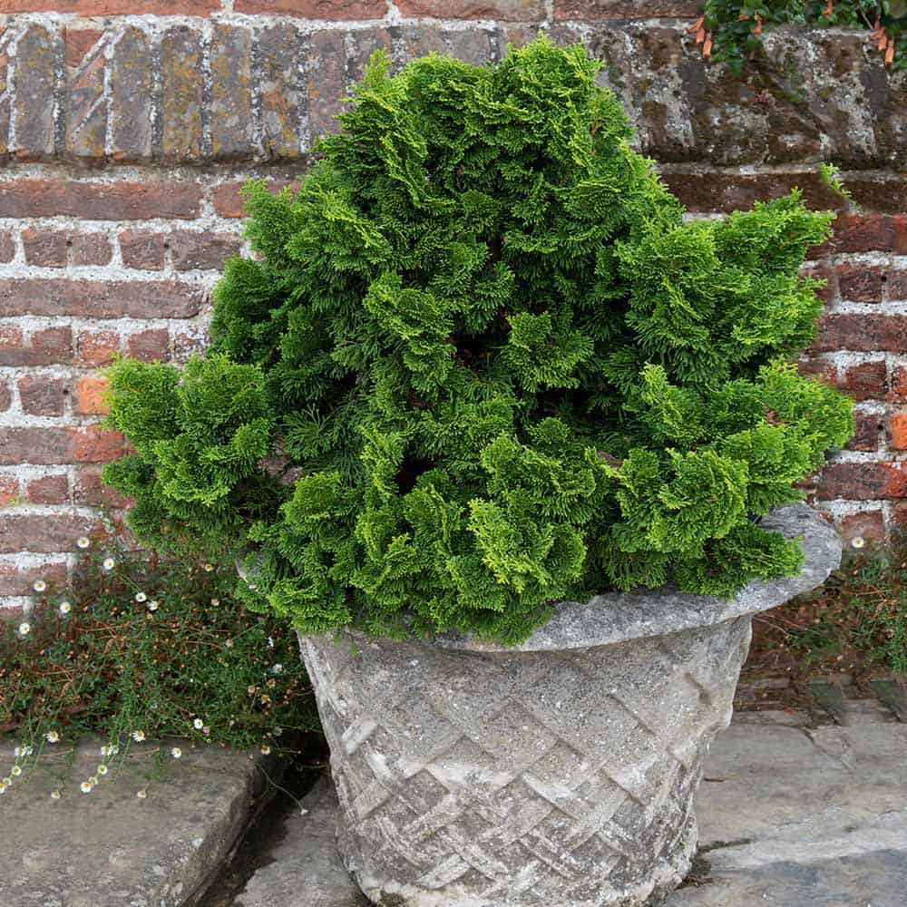 An evergreen cypress tree in a small pot, situated in front of a brick wall.