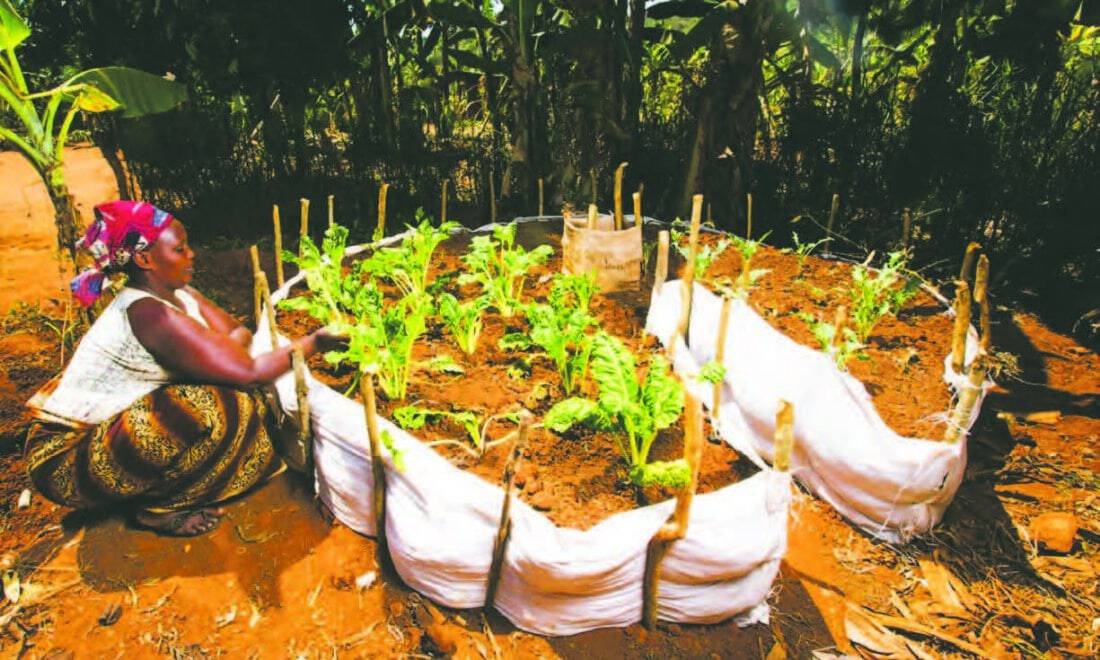 A woman is utilizing the African keyhole gardening technique to plant a banana plant in a sack.