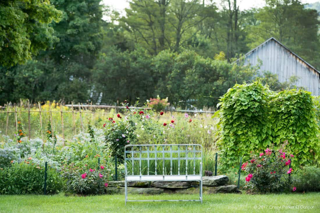 A metal bench sits in the middle of a garden filled with cut flowers from seed.