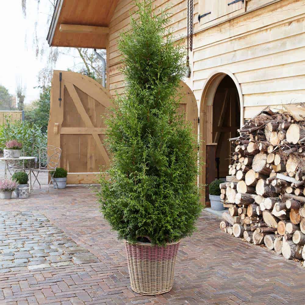 A potted conifer tree in front of a brick building.