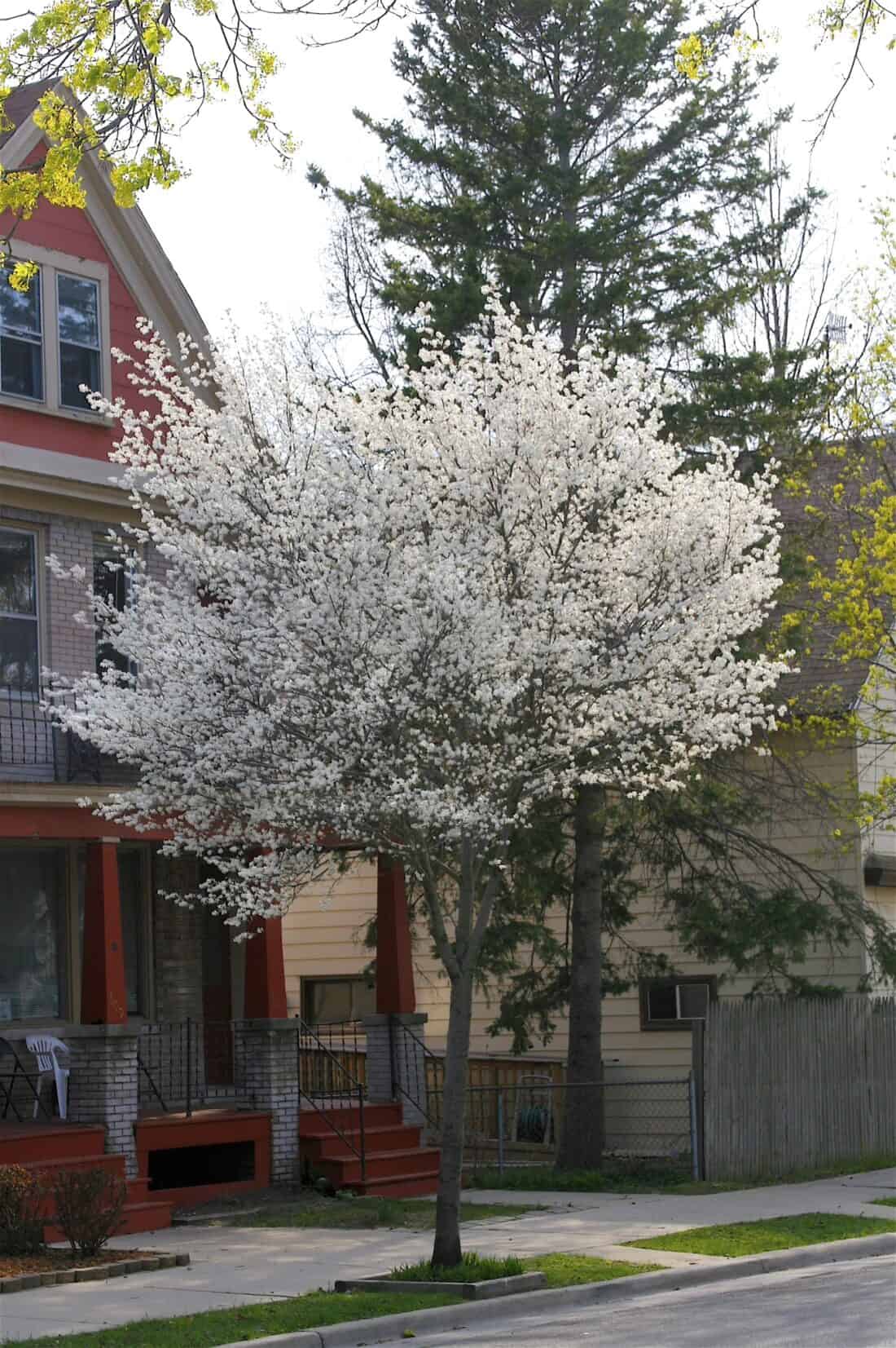 A white flowering tree in front of a house.