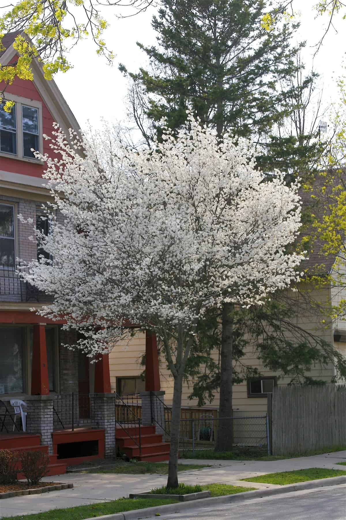 A white flowering allegheny serviceberry tree in front of a house.