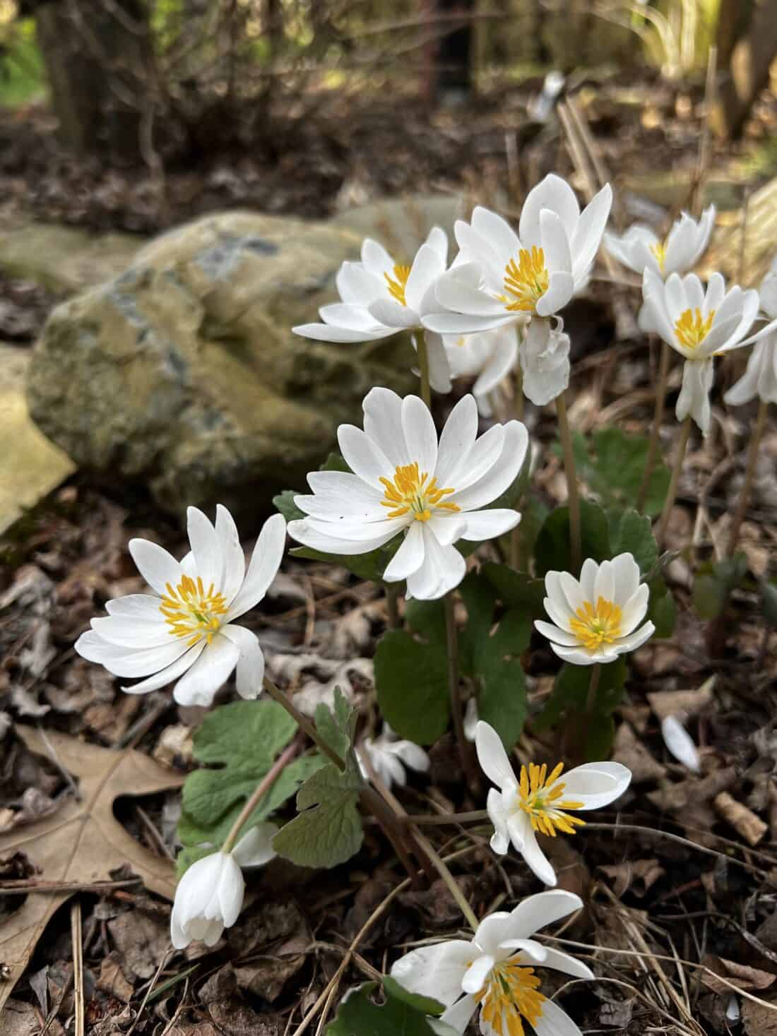 A group of white bloodroot flowers in a wooded area.