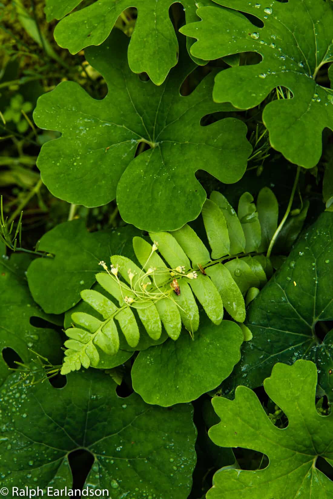 A green fern leaf surrounded by green bloodroot leaves.