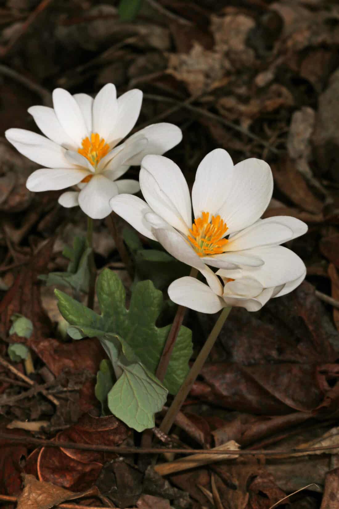 Three white Sanguinaria canadensis flowers on the ground.