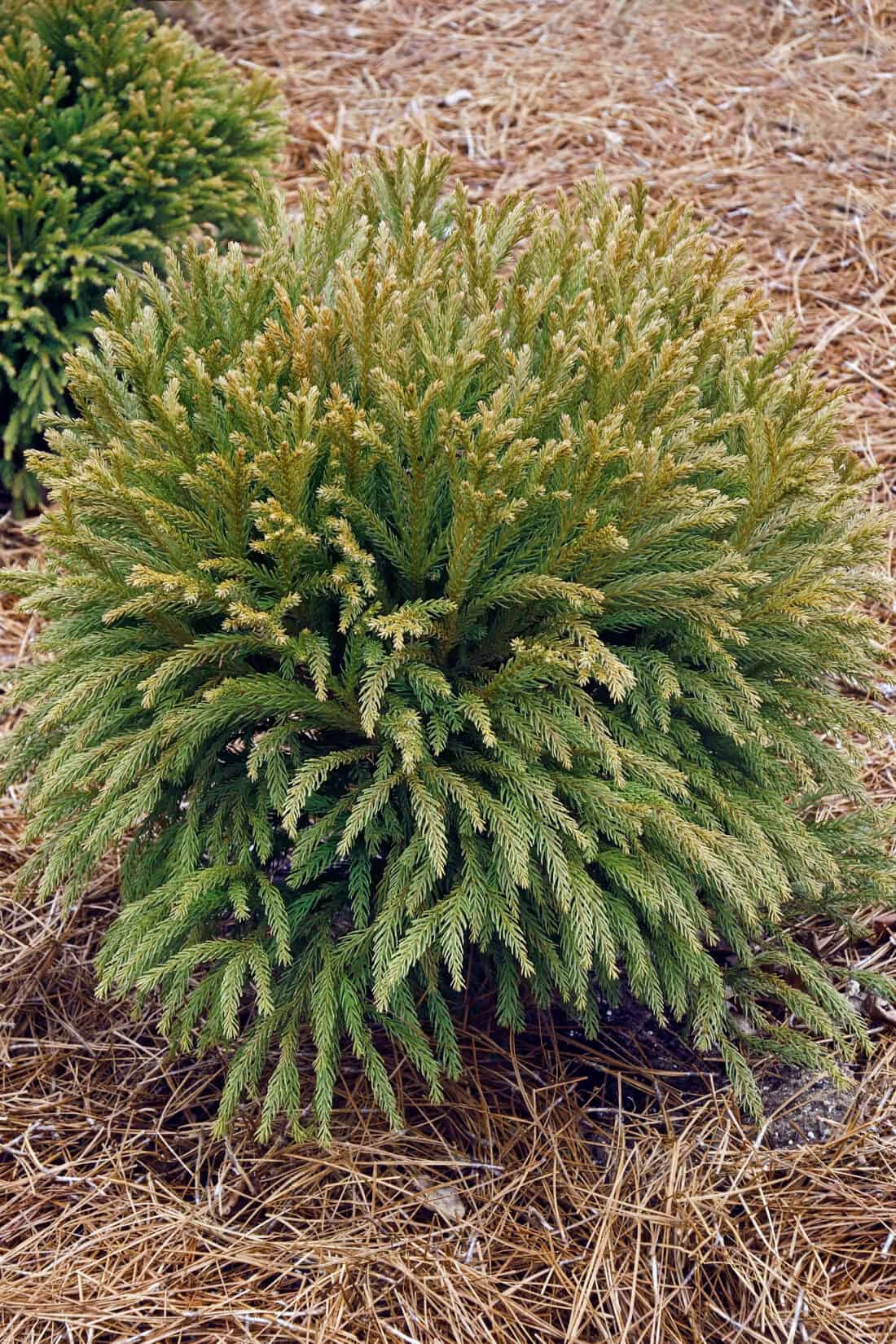 An evergreen plant nestled amidst a collection of twigs.