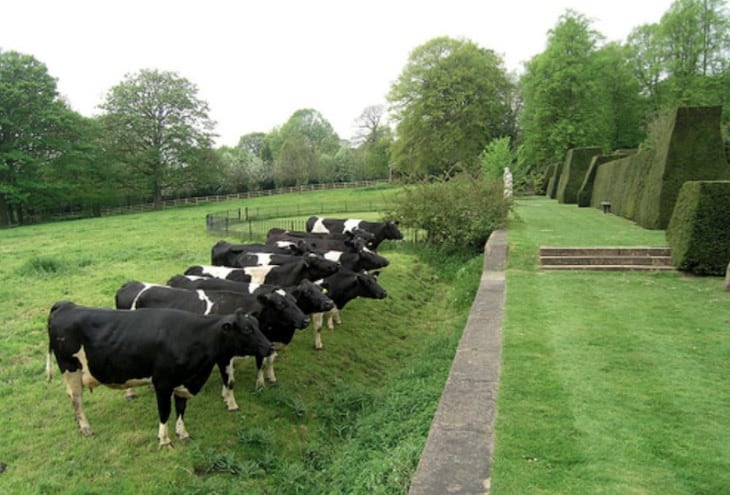 A group of cows standing in a grassy area.