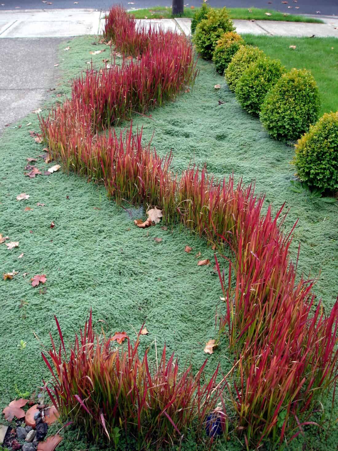 A red line of grass in a yard. imperata rubra, creeping thyme and boxwood.