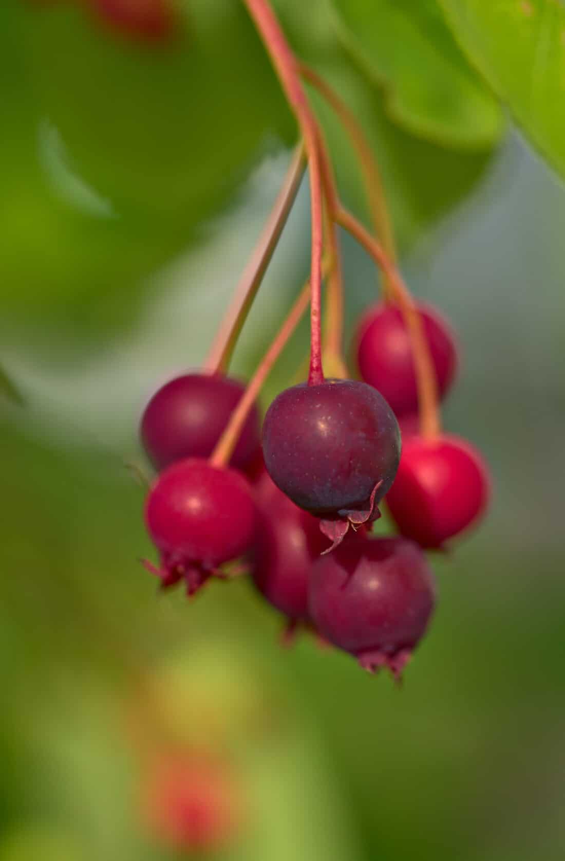 A close up of red berries on a tree.