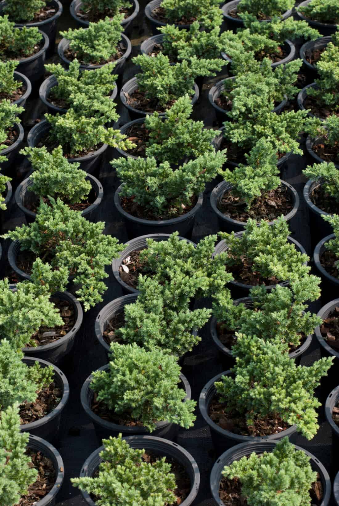 Evergreen juniper trees in pots.