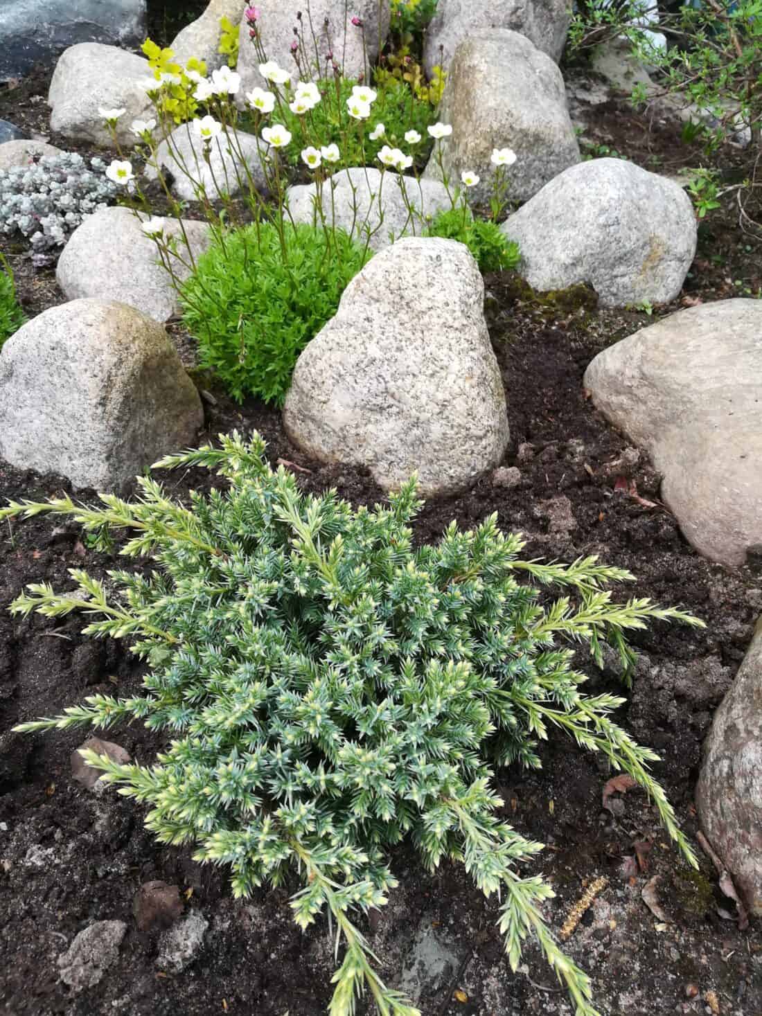 An evergreen plant is thriving in a bed of rocks.
