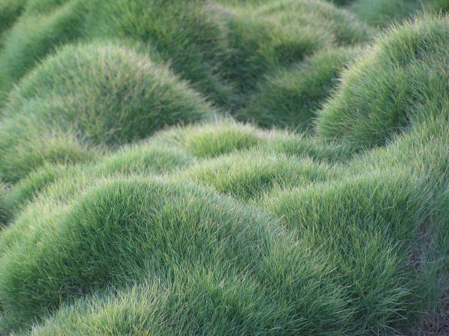 A close up of green grass in a field.