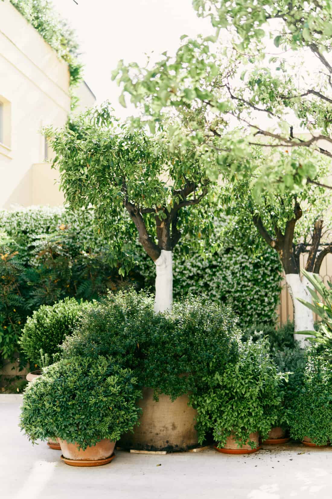 An assortment of evergreen plants arranged in pots within a serene courtyard.