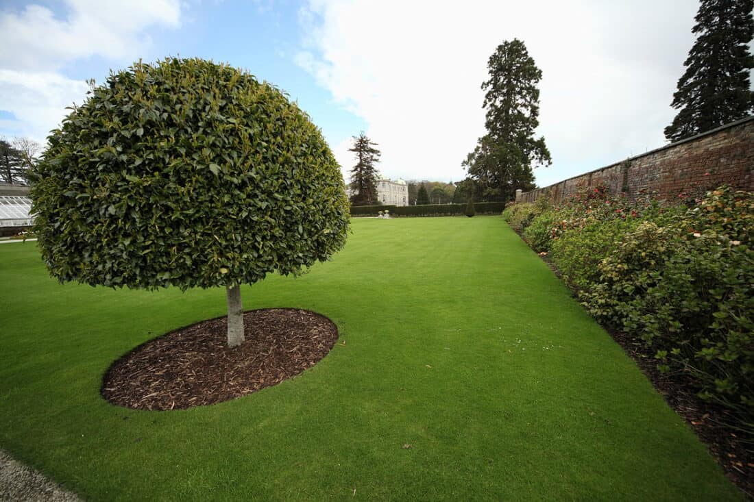 A lawn with a tree in the middle.