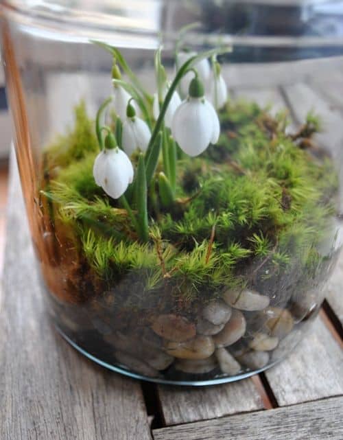 Snowdrops in a jar with rocks and moss.