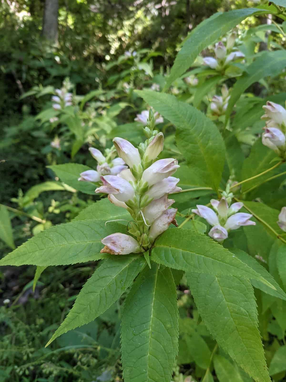 A chelone with white flowers in the woods.