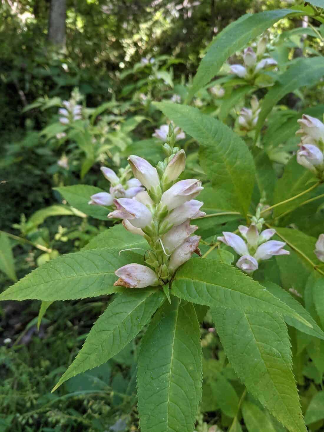 Chelone glabra - White turtlehead is a true New England native plant