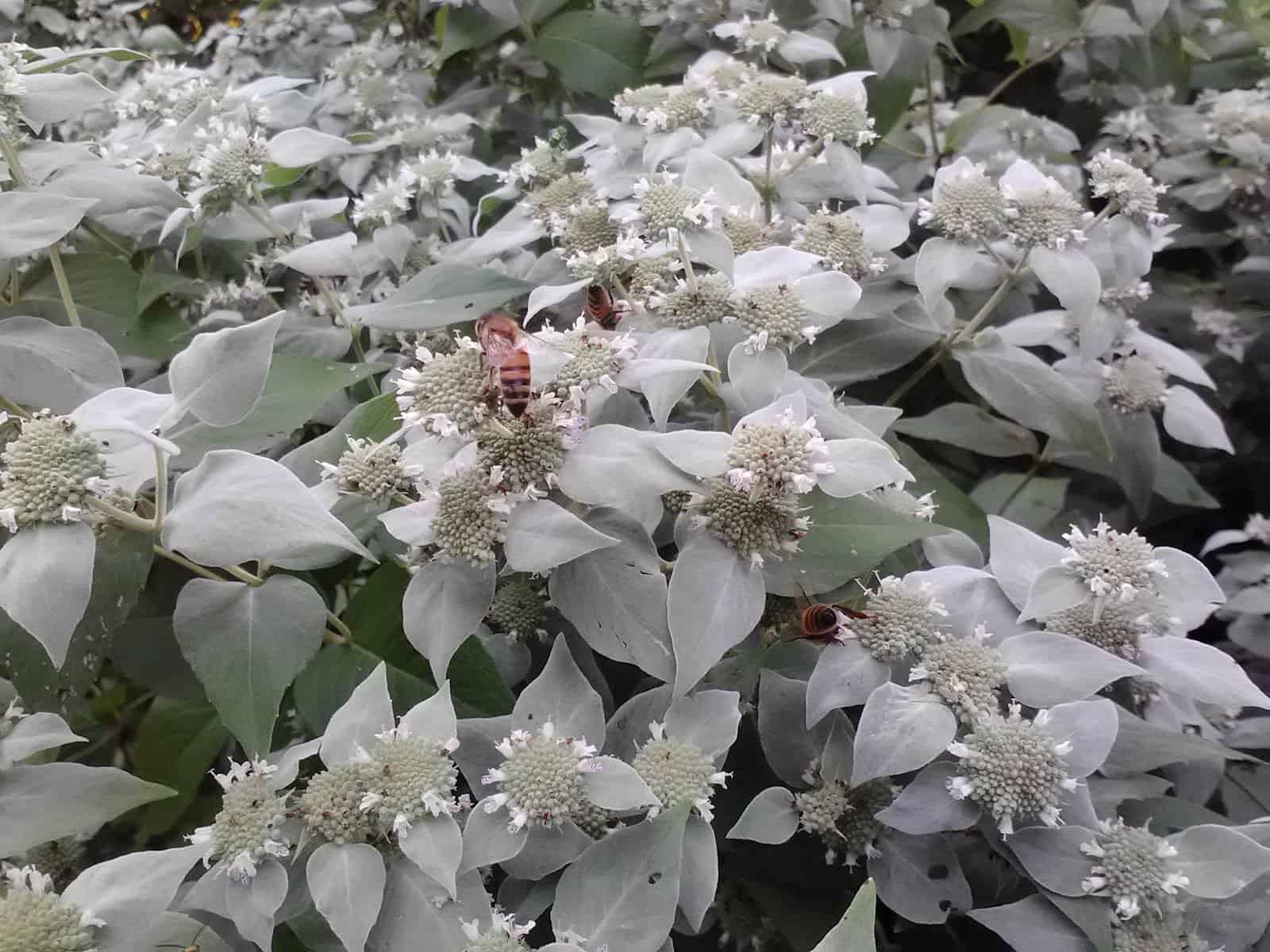 A group of bees on a mountain mint plant.