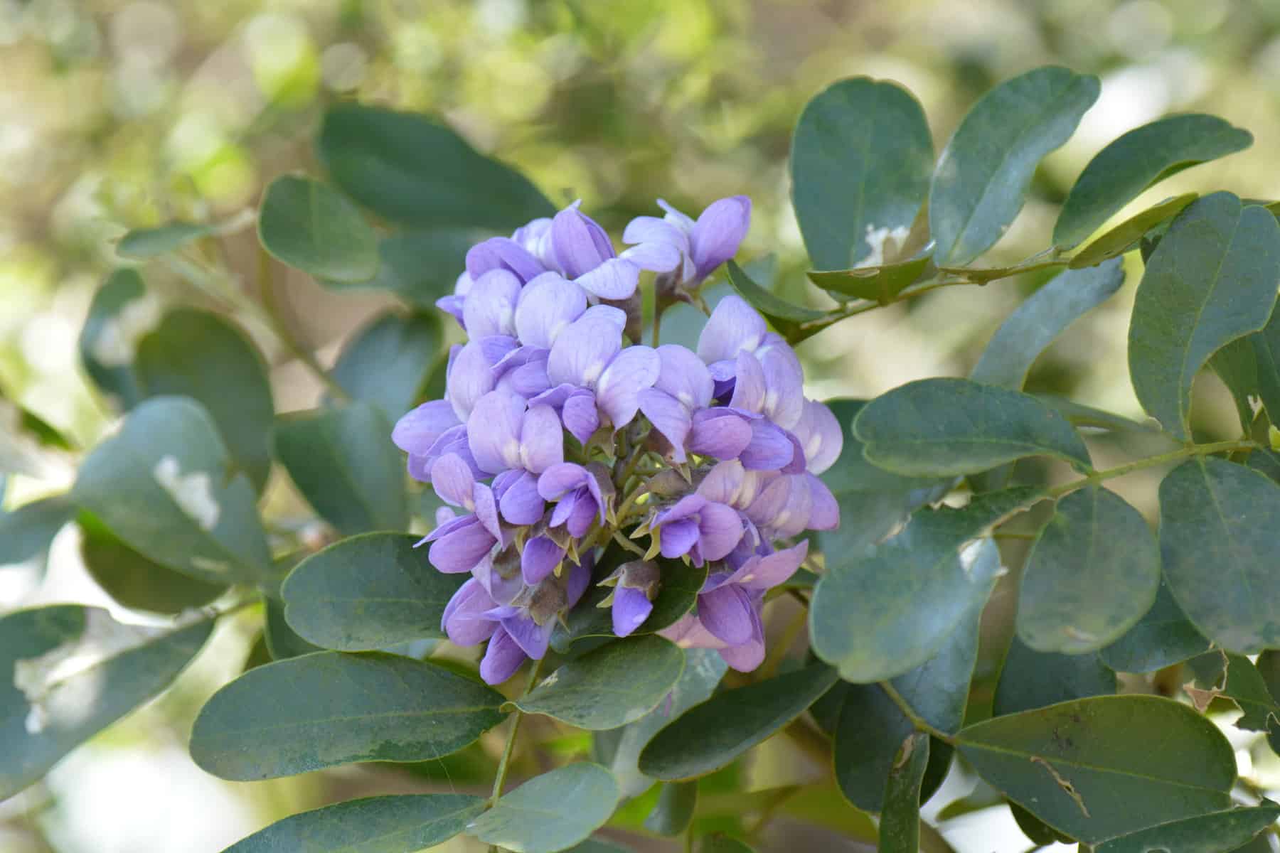 A purple flower on a plant with green leaves. texas mountain laurel