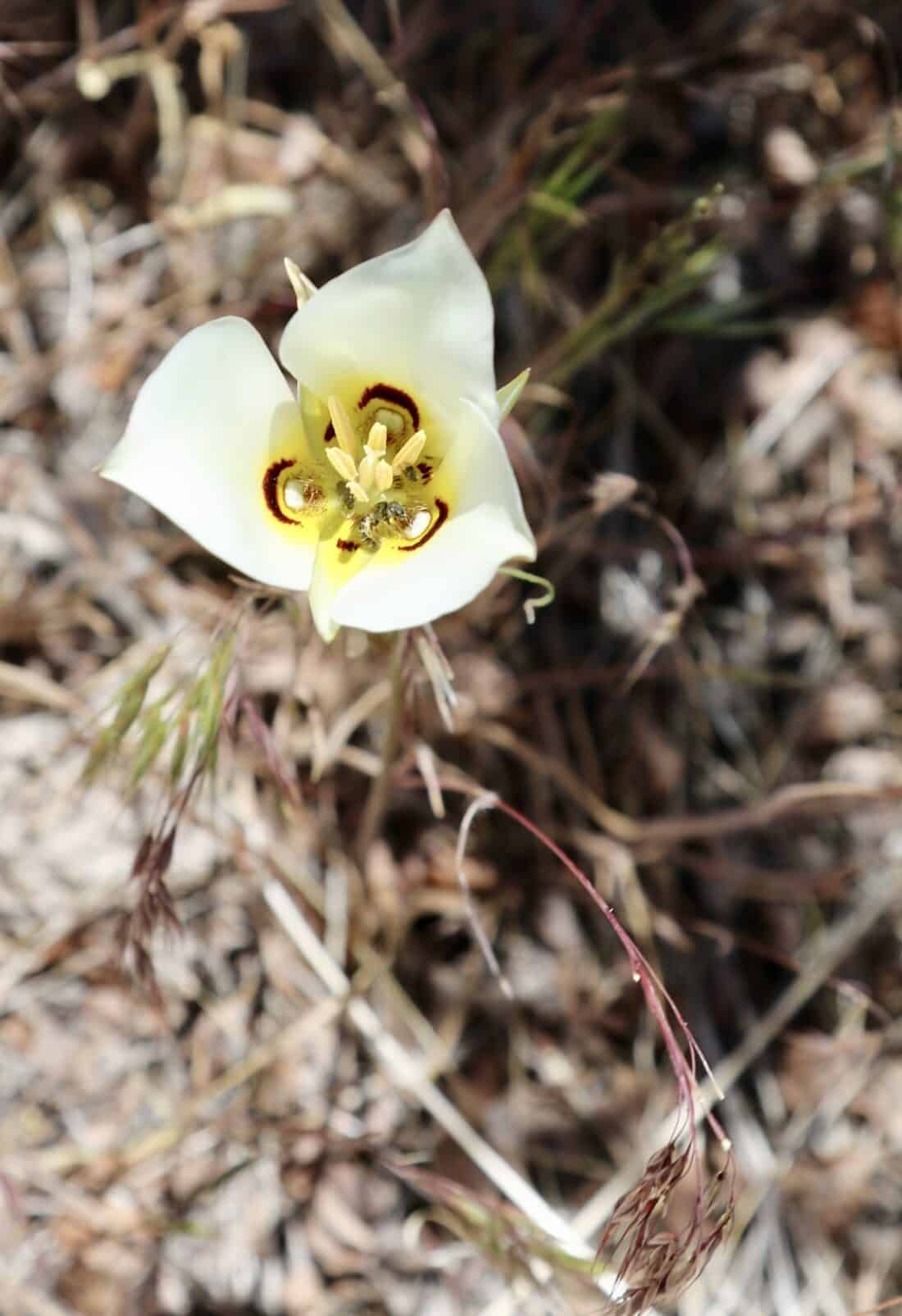 A white flower with a yellow center.