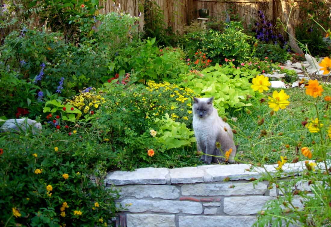 A cat sits on a limestone block wall in a garden