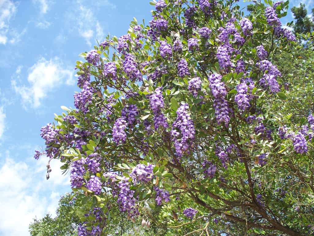 A tree with purple flowers.