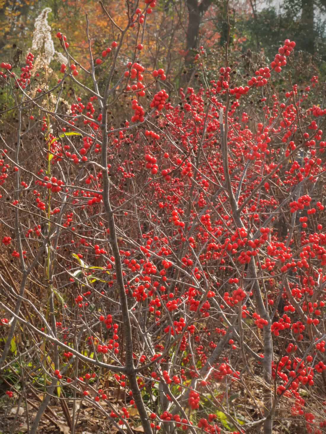 A bush with red berries.