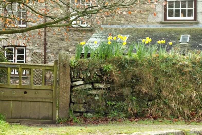 Daffodils growing on top of a stone wall