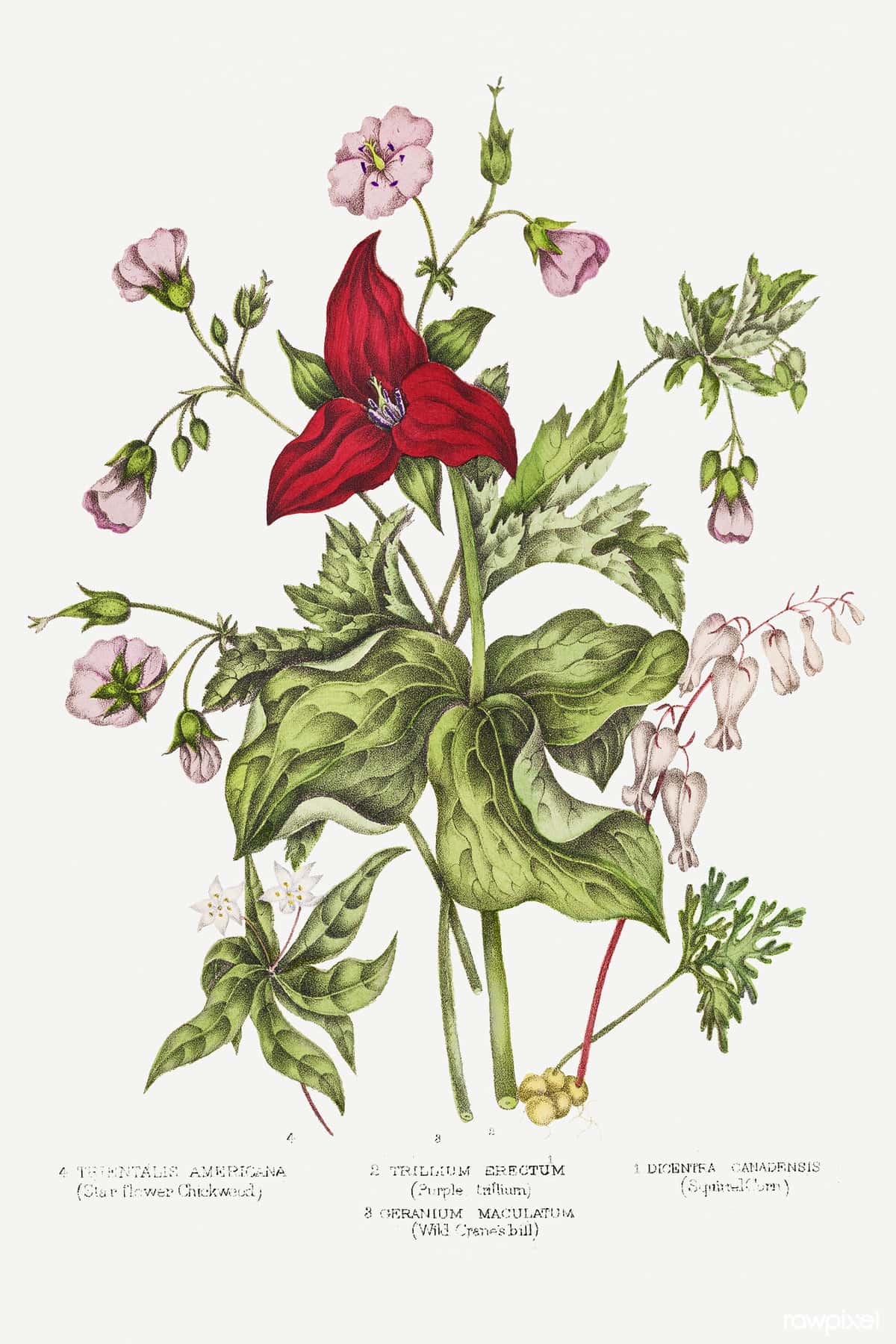 An illustration of a red flower and other plants.