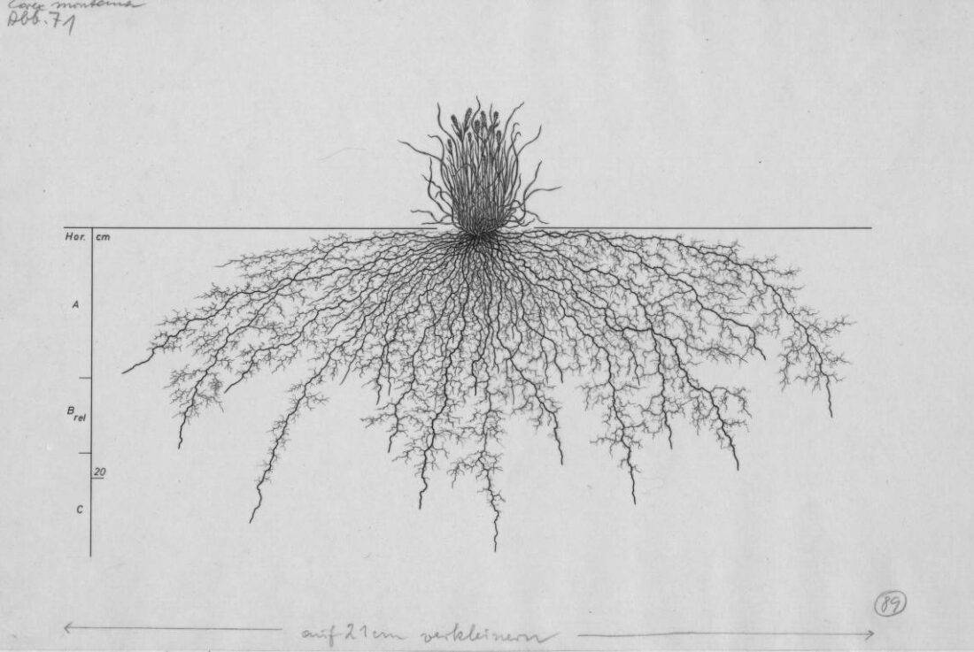 A black and white drawing of a grass root. carex montana.