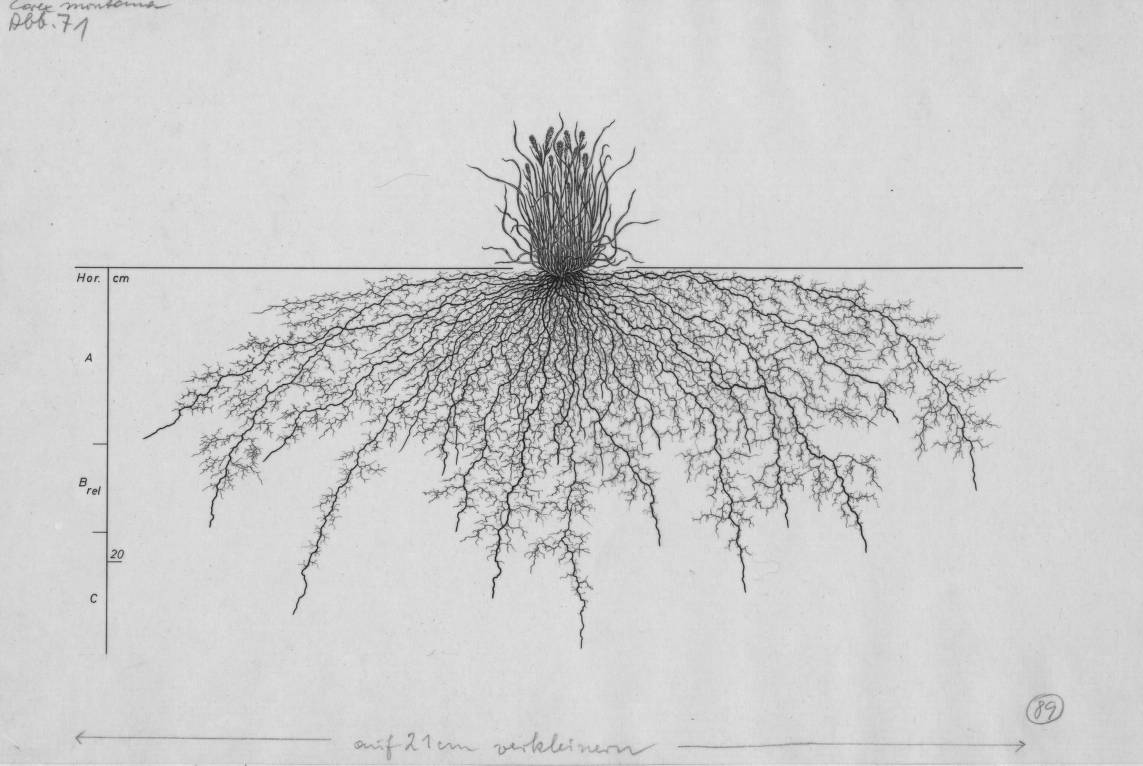 A black and white drawing of a tree root.