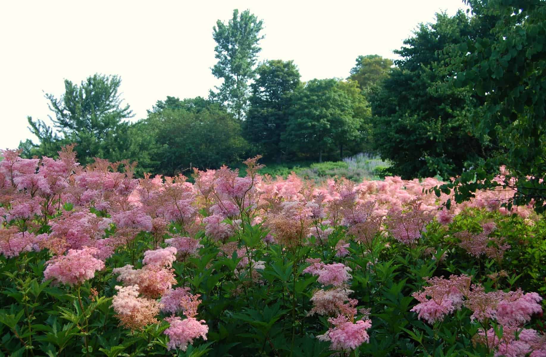 A field of pink flowers with trees in the background. Filipendula rubra