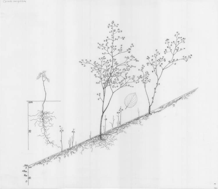 A black and white drawing of a tree cornus (dogwood) on a slope.