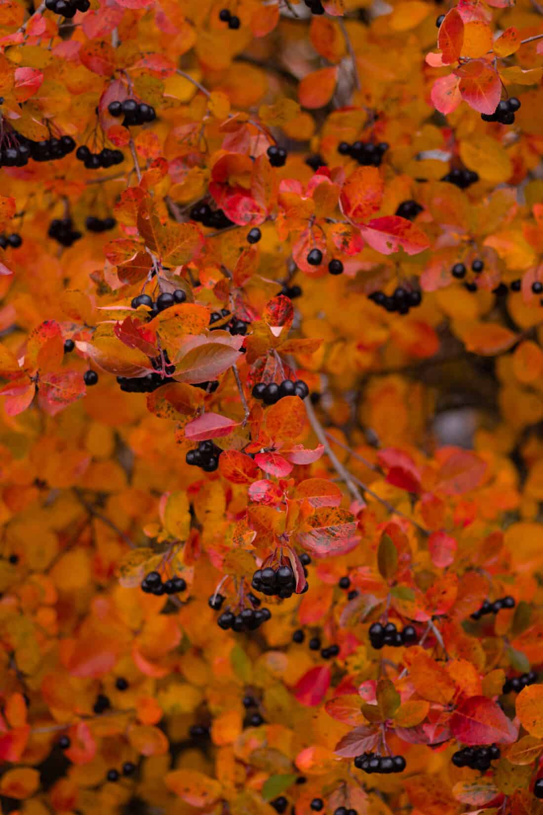 A tree with red leaves and black berries.
