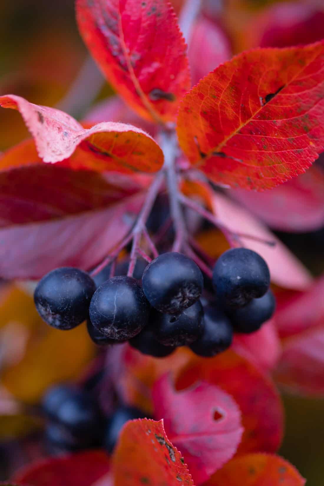 A bunch of black berries on a branch with red leaves.