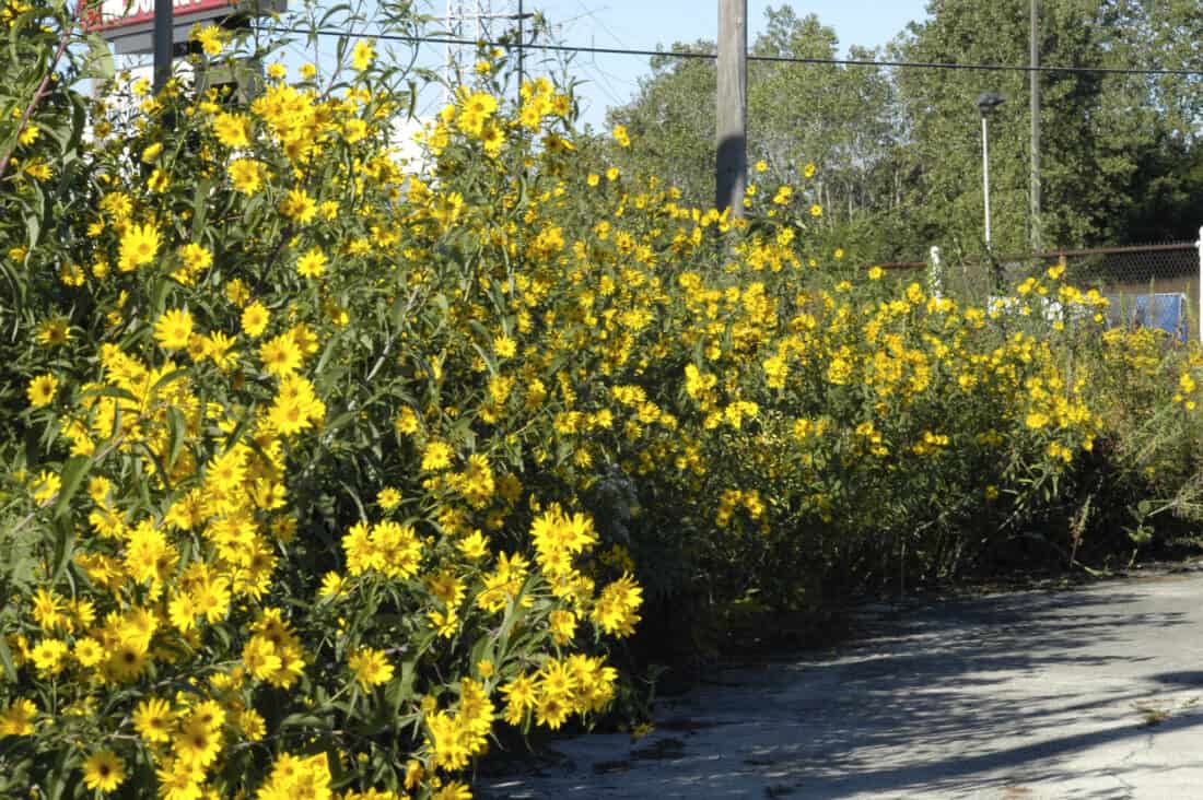 Yellow flowers on the side of the road. Helianthus grosseserratus sawtooth sunflower