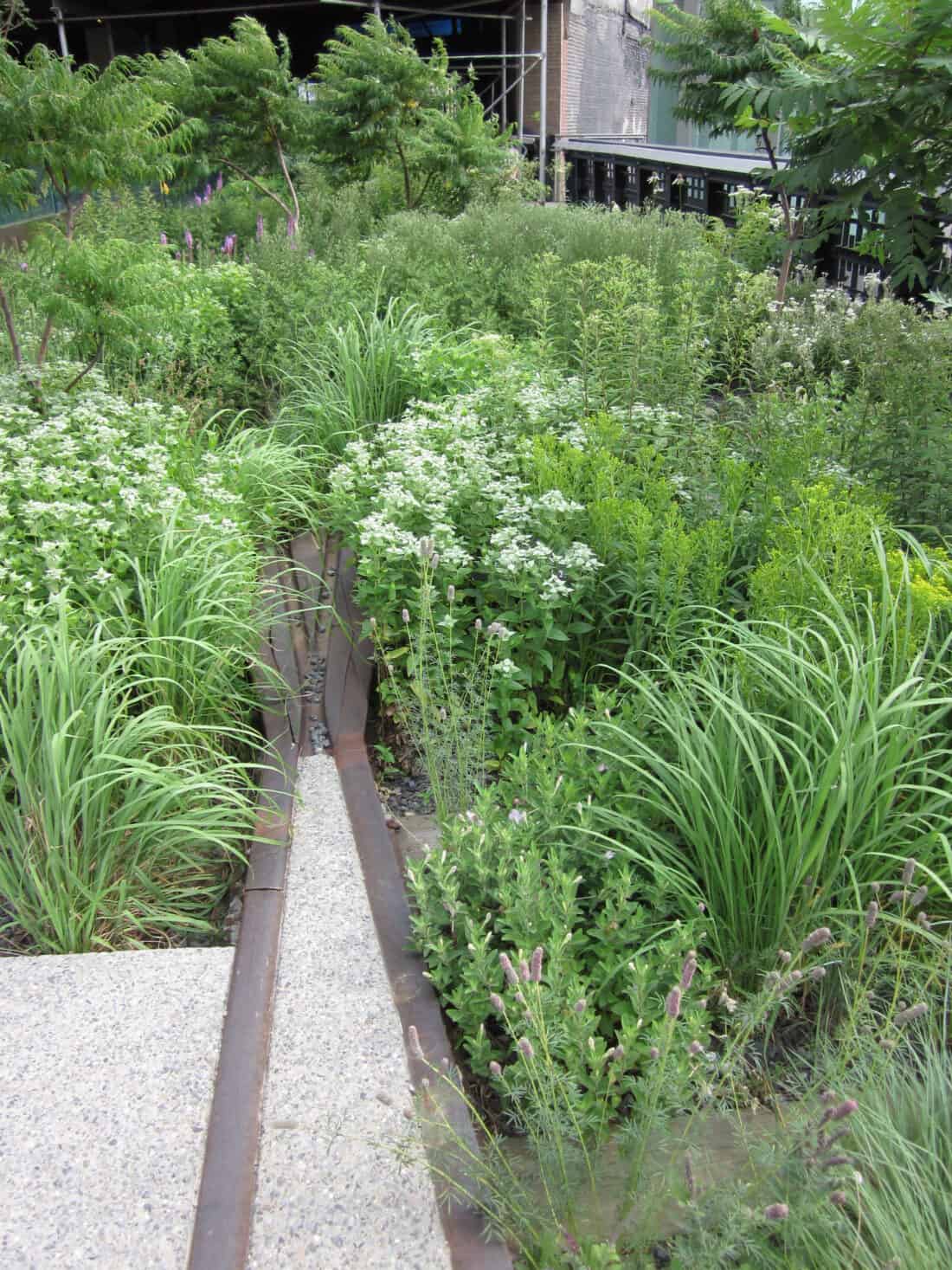 A garden with a lot of plants and grasses. Mountain Mint on the Hi-Line 