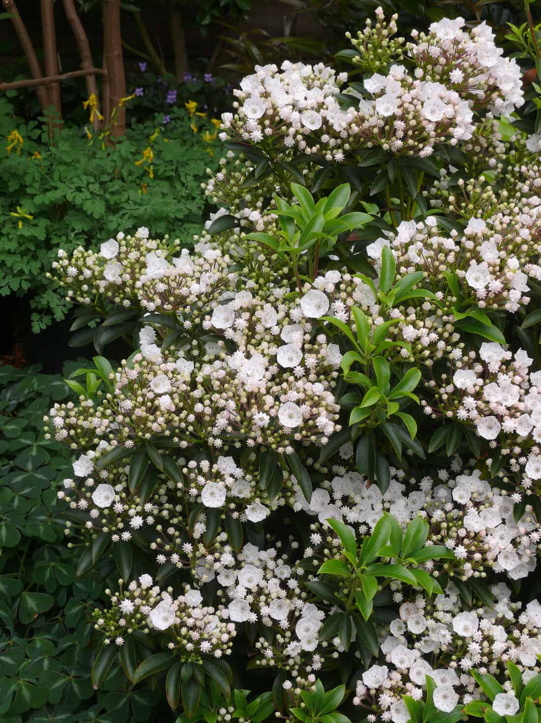 A bush with white flowers. kalmia latifolia 'elf'.