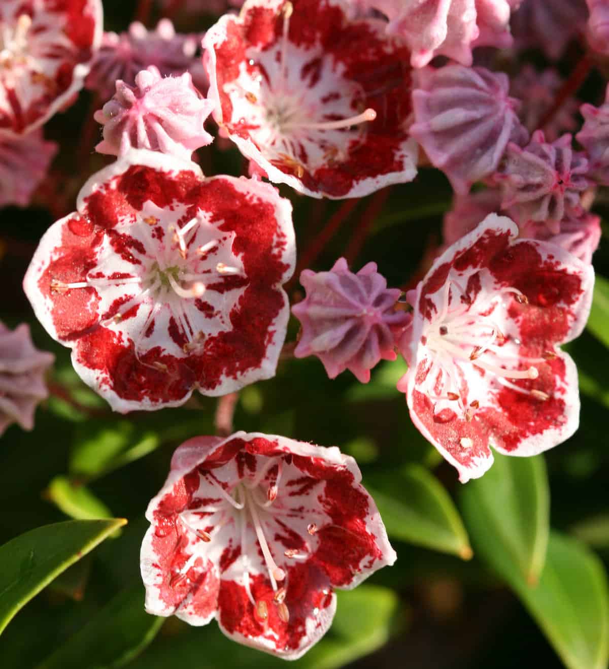 A close up of some red and white flowers. kalmia latifolia minuet