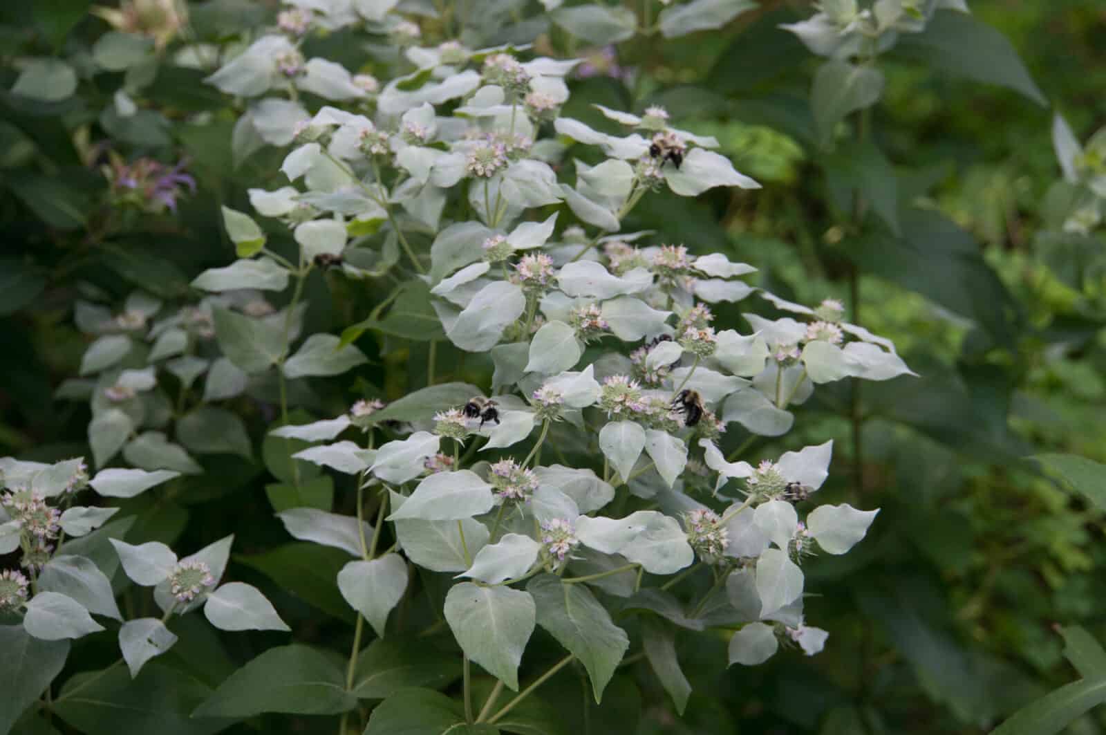 Mountain Mint (Pycnanthemum muticum) The Well-behaved Native Herb ...