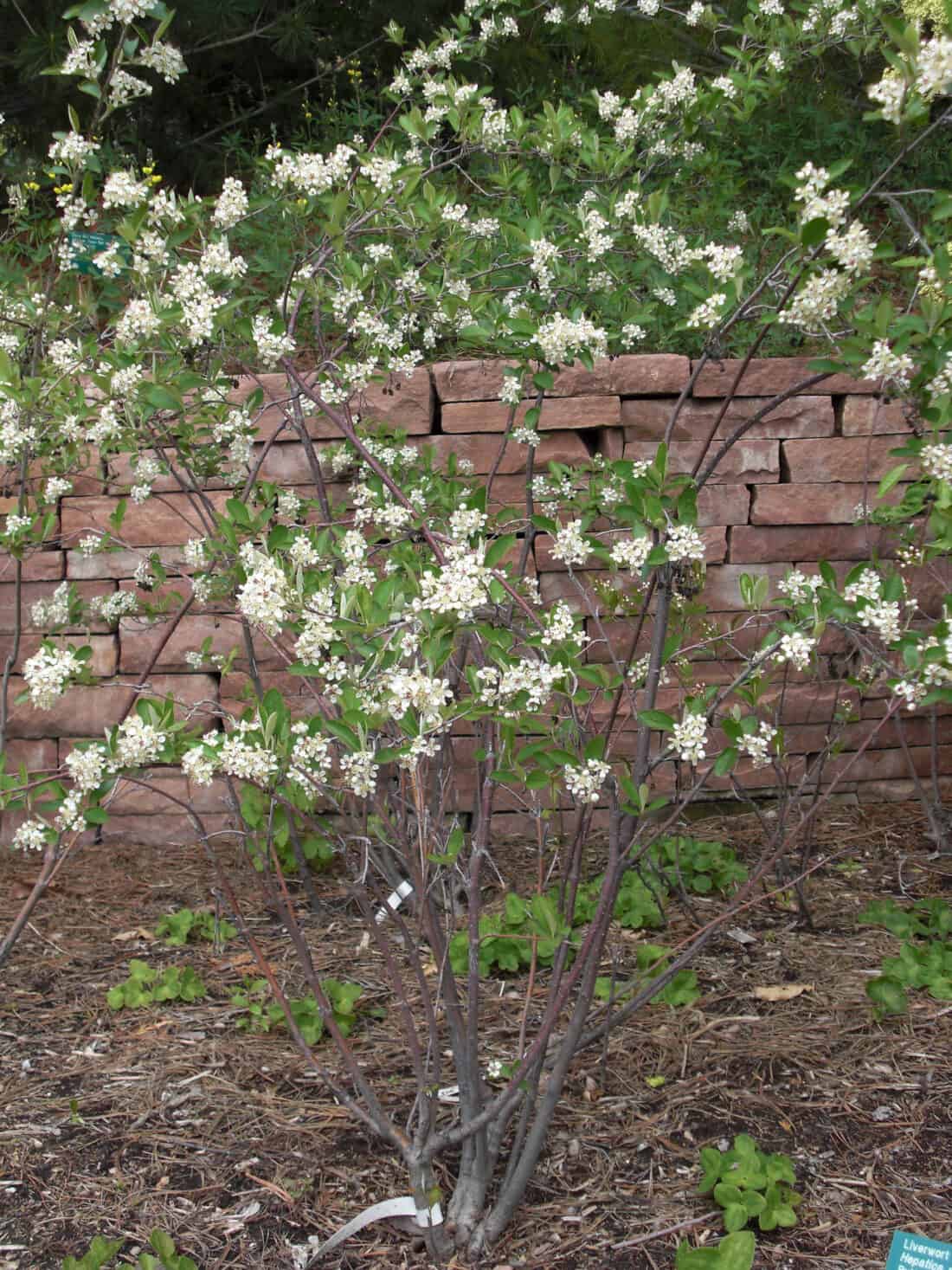 A tree with white flowers in front of a brick wall.